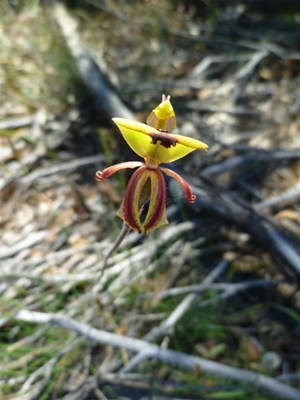 Parks and Reserves - Ant Orchid - Caladenia roei Corrigin