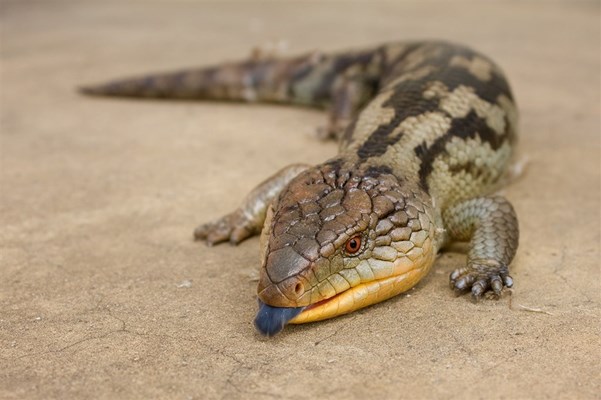 Parks and Reserves - Blue Tongue Lizard (Bluey or Bob Tail)