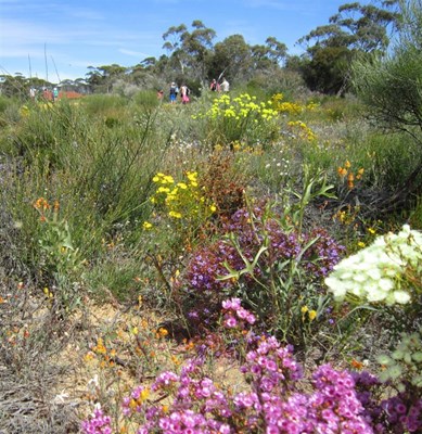 Parks and Reserves - Corrigin Wildflower Drive	
