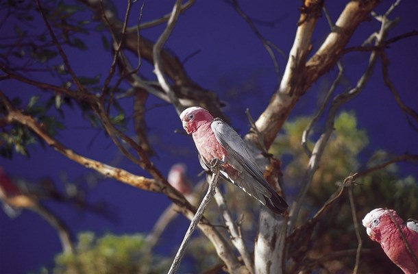 Parks and Reserves - Pink & Grey Galahs