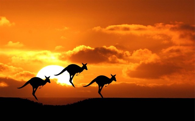 Parks and Reserves - kangaroos at sunset