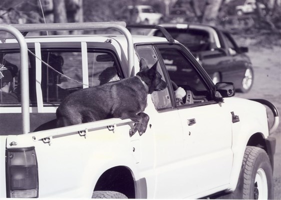 Community Events - Dog in a Ute