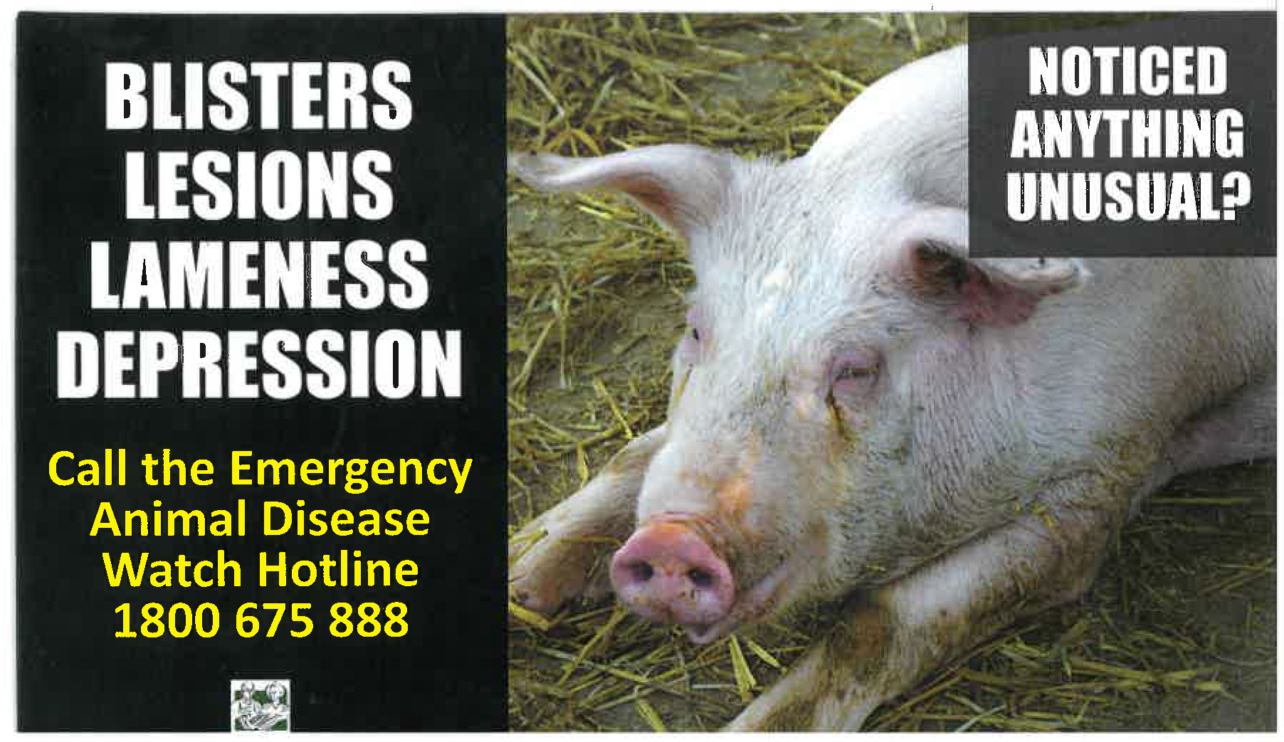 AFRICAN SWINE FEVER (ASF)